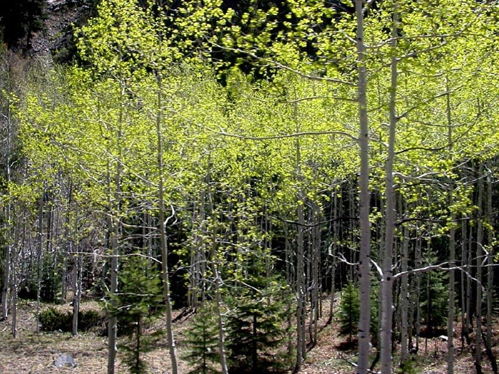 Aspens