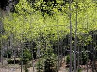 Aspens