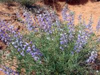 Desert Bluebells