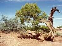 Gnarnled Juniper