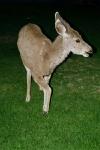 Mule Deer