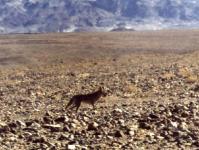 Death Valley Coyote