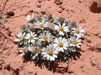 Desert Daisies