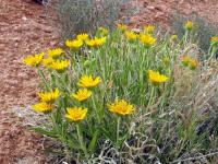 Desert Sunflowers