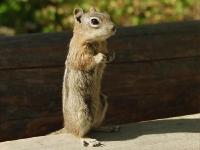 Ground squirrel