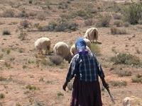 Navajo Shepard Woman