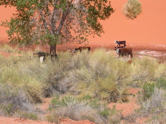 Oasis, Cows