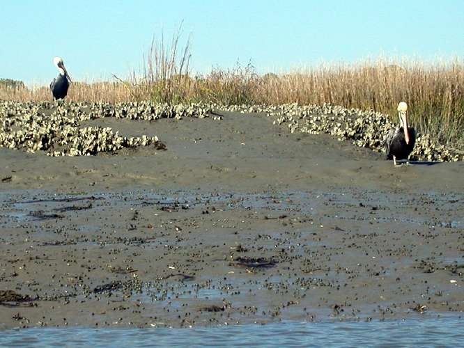 PelicanPairReeds.jpg