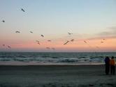 SunsetGulls.jpg