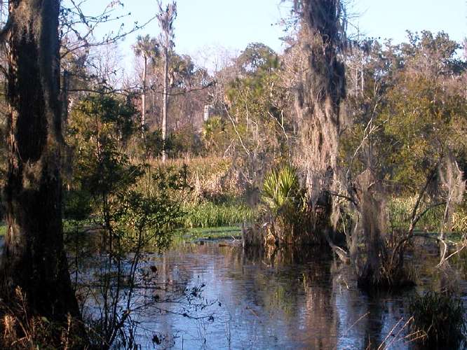 swamp