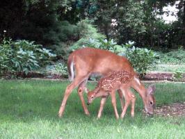 Deer&Fawn6.jpg