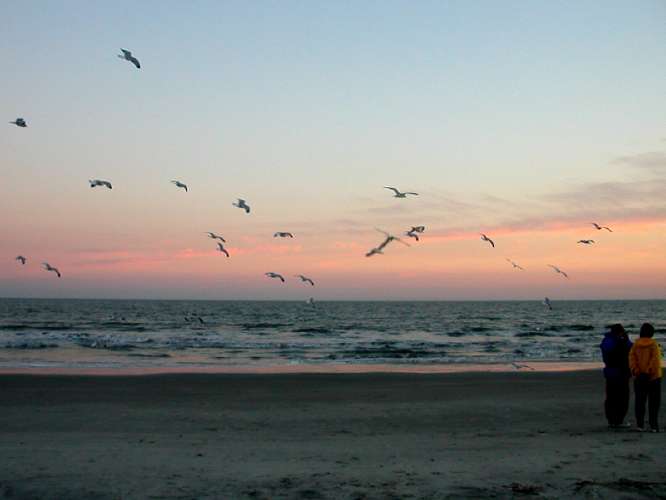 SunsetGulls.jpg