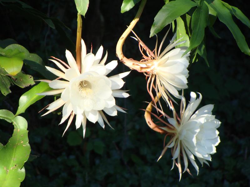 NightBloomingCereus2.jpg