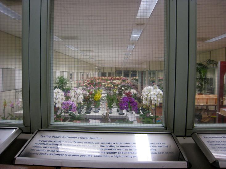 0542FlowerAuctionLab.jpg