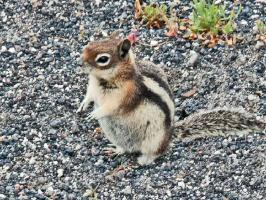 Yellowstone _ART2250A.jpg