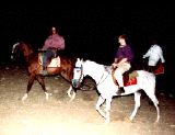 image/_horses_on_the_desert.jpg, 5.1K