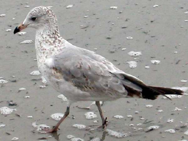 G03GullWalking.jpg