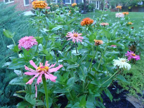 ZinniaCluster.jpg