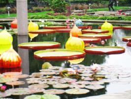 LilyPond_0542.jpg